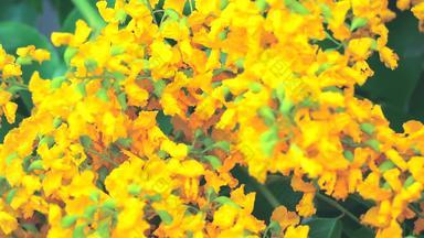 蜜蜂缅甸红木花束黄色的花